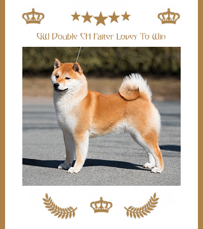 Shiba Champion Foxy